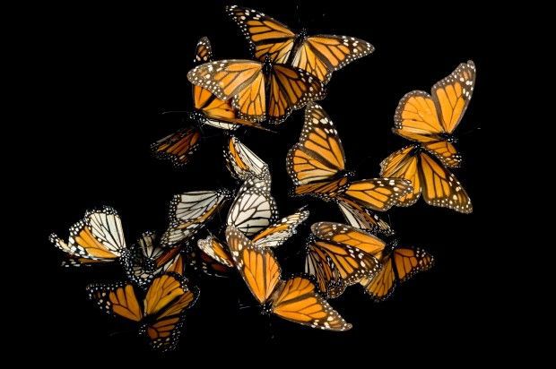 Monarch butterflies